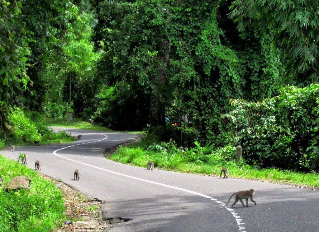 Hutan Pusuk